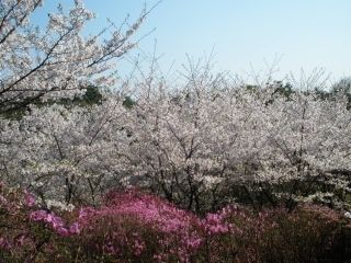 鴻ノ巣山・鴻ノ巣山運動公園の桜写真1