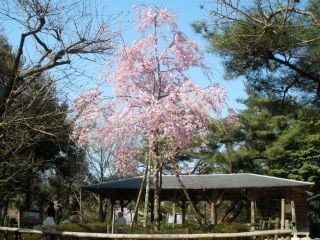 鴻ノ巣山・鴻ノ巣山運動公園の桜写真2