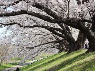 淀川河川公園背割堤地区の桜写真２