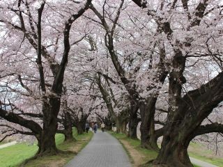 淀川河川公園背割堤地区の写真３