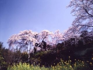 地蔵禅院のシダレザクラ写真１