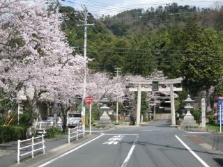 板列公園の桜写真1