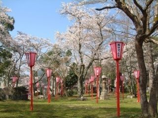 板列公園の桜写真2