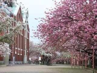 造幣局 桜の通り抜け写真２