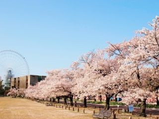 万博記念公園の写真３