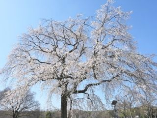 万博記念公園の写真４