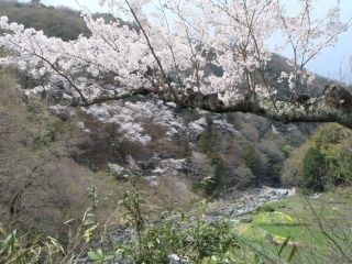 摂津峡公園の写真３