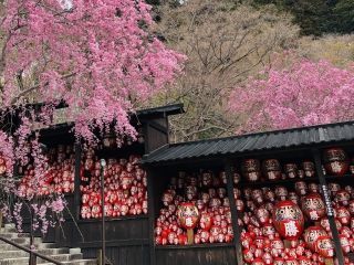 勝尾寺の桜写真２
