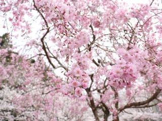 山中渓の桜写真２