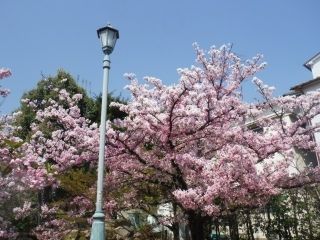 岡本南公園の桜写真１