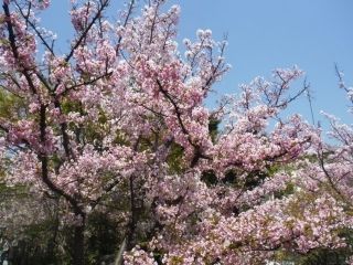 岡本南公園の写真３