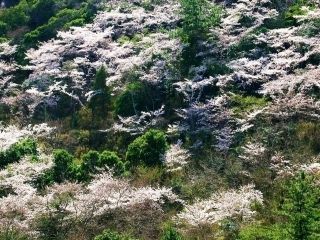 鹿島・扇平自然公園の写真３