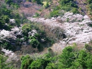 鹿島・扇平自然公園の写真４