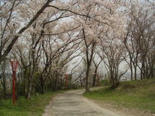 日笠山の桜写真２