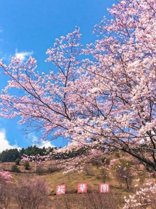 かみかわ桜の山・桜華園の写真４