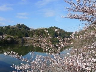 月ヶ瀬湖畔の桜写真1