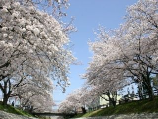 高田千本桜写真２