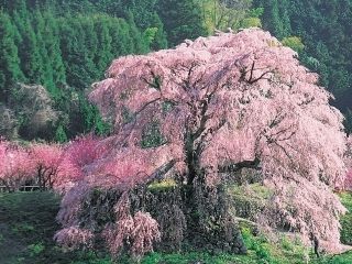 本郷の瀧桜（又兵衛桜）写真２