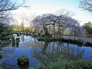 竹林院群芳園の桜写真2