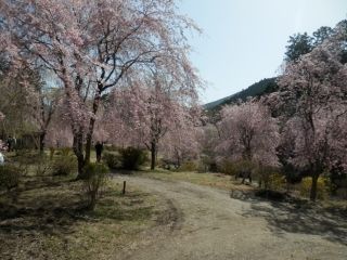 高見の郷のシダレザクラ写真２