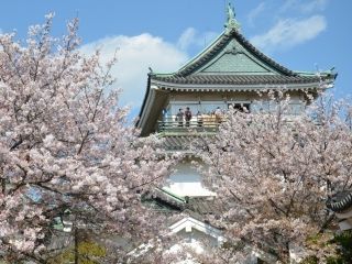 和歌山城の桜写真２