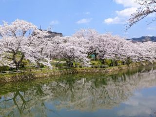 鹿野城跡公園の桜写真１