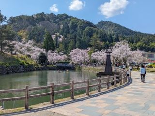 鹿野城跡公園の桜写真２