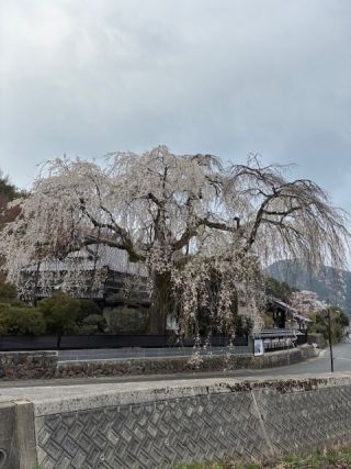 長瀬の大しだれ桜写真１