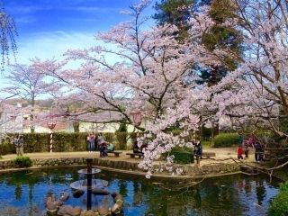 打吹公園の桜写真１