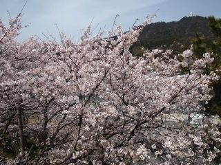 境台場公園の桜写真１