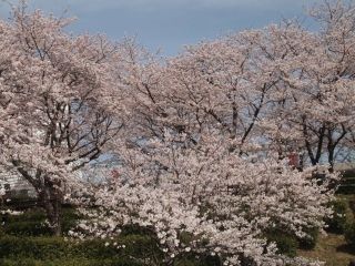 境台場公園の写真３