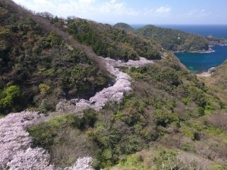 チェリーロード（佐波・野波間）の桜写真１