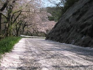 チェリーロード（佐波・野波間）の桜写真２