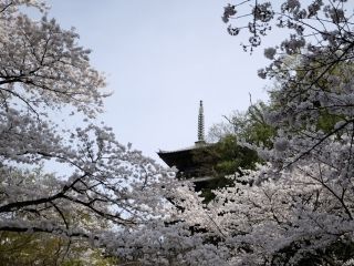 安来 清水寺の桜写真2