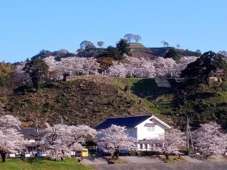 飯梨川河川敷の桜写真１