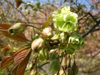 三刀屋川河川敷の桜写真２