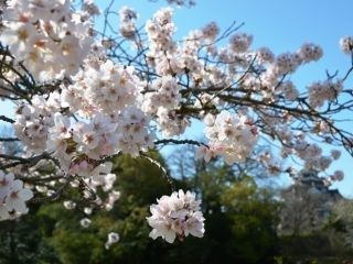 岡山後楽園の桜写真2