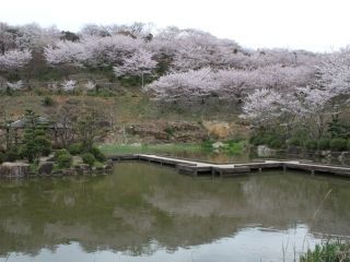種松山公園西園地の桜写真２
