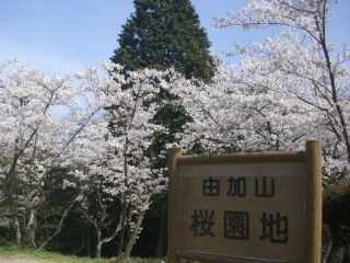 由加山桜園地の桜写真1