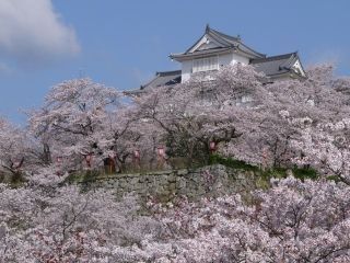 津山城（鶴山公園）の桜写真２