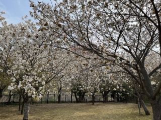 みやま公園の写真３