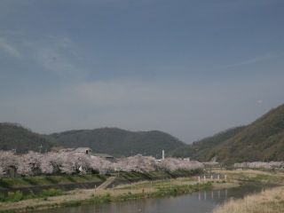 井原堤の写真３