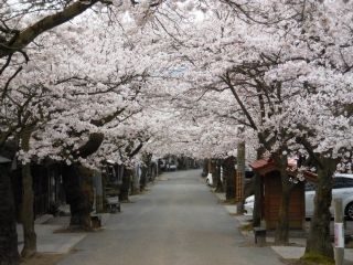がいせん桜写真１