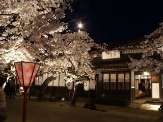 がいせん桜写真２