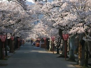 がいせん桜の写真３