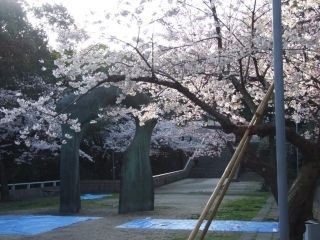 比治山公園の桜写真１