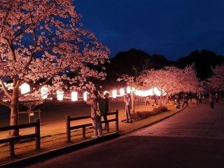 ピースリーホーム バンブー総合公園の桜写真２