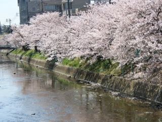 桜土手の桜並木写真２