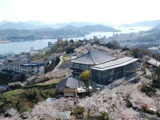 千光寺公園の桜写真２
