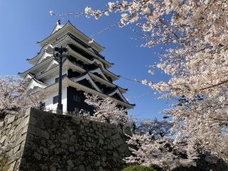 福山城公園の桜写真２